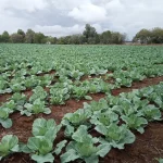 Drip Line Irrigation - Image 2