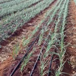 Drip Line Irrigation - Image 3